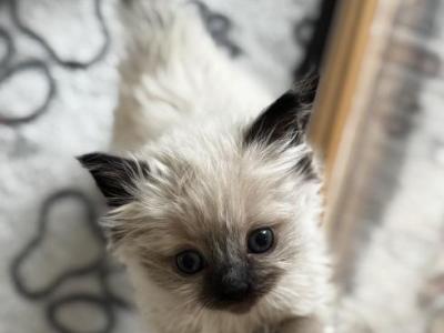 Mini - Ragdoll - Gallery Photo #1