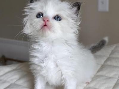 Tippy - Ragdoll - Gallery Photo #1