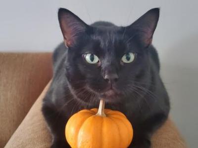 Panther - Domestic - Gallery Photo #1