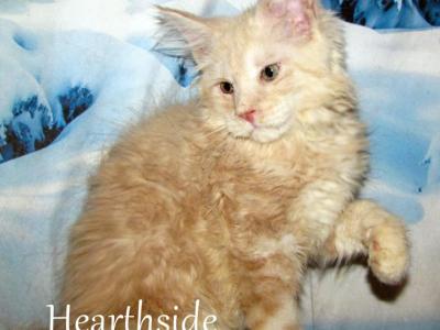 Denver - Maine Coon - Gallery Photo #1