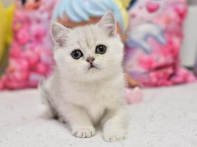 Andy British - British Shorthair - Gallery Photo #1