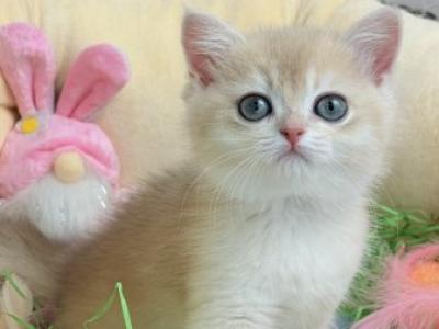 Dina British - British Shorthair - Gallery Photo #1