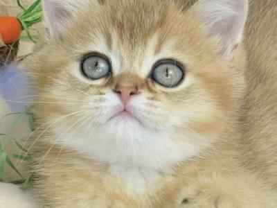 Danik British - British Shorthair - Gallery Photo #1