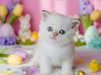 Eileen Scottish - Scottish Straight - Gallery Photo #1