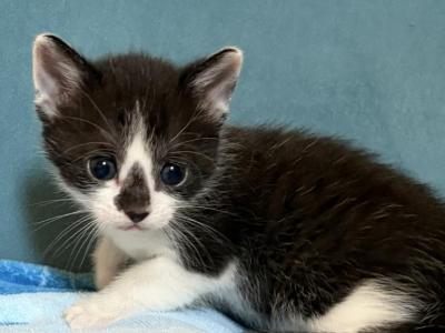 Juniper - Domestic - Gallery Photo #1