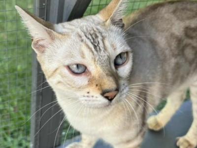 Luna - Bengal - Gallery Photo #1