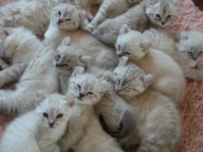 Highland Lynx - Highlander - Gallery Photo #1