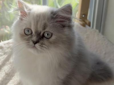 Daphne - Himalayan - Gallery Photo #1