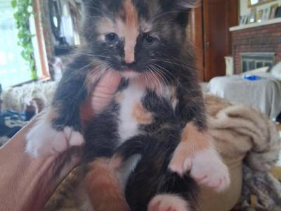 Maine Coon Highland Lynx - Maine Coon - Gallery Photo #1