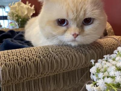 Standard Short Leg Boy - Minuet - Gallery Photo #1