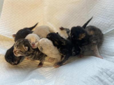 June Babies - Minuet - Gallery Photo #1