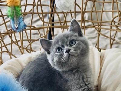 Gari Gabi - Scottish Straight - Gallery Photo #1