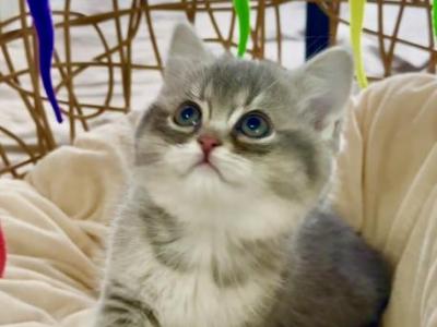 Skarlet - British Shorthair - Gallery Photo #1