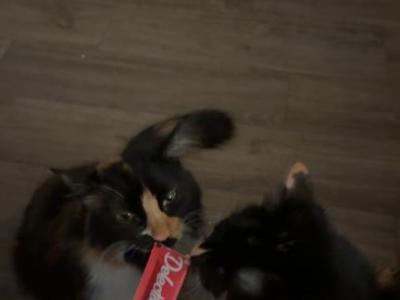 Izzy And Lily - American Longhair - Gallery Photo #1