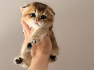 Scottish Fold Male - Scottish Fold - Gallery Photo #1