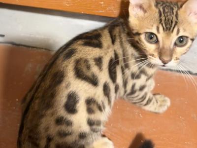 Regal - Bengal - Gallery Photo #1