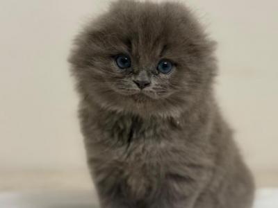 Discover - Scottish Fold - Gallery Photo #1