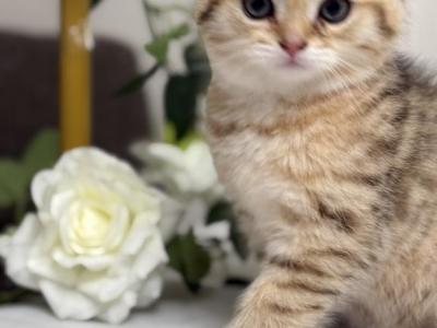 Billu - Ragdoll - Gallery Photo #1