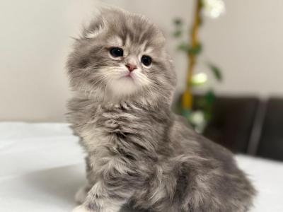Inno - Scottish Fold - Gallery Photo #1