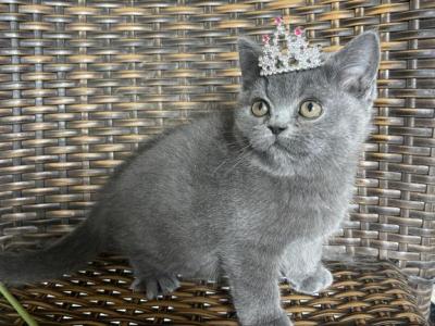 Blue Dream - British Shorthair - Gallery Photo #1