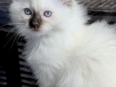 Lola - Ragdoll - Gallery Photo #1