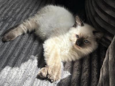 Lily - Ragdoll - Gallery Photo #1