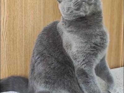 Simon Blue - British Shorthair - Gallery Photo #1