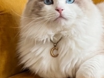 Charlie Stud Service ONLY - Ragdoll - Gallery Photo #1