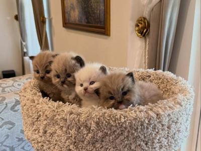 Mimi - Ragdoll - Gallery Photo #1