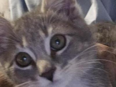 Lizzy - American Shorthair - Gallery Photo #1