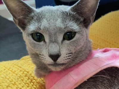 Dalilah - Russian Blue - Gallery Photo #1