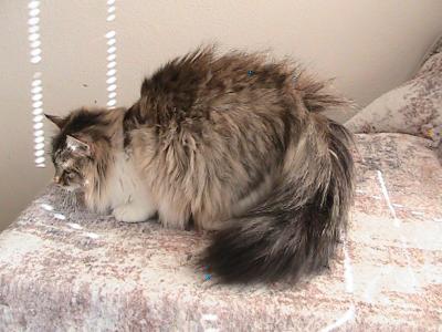 Riley Siberian - Siberian - Gallery Photo #1