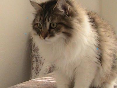 Riley Siberian - Siberian - Gallery Photo #1