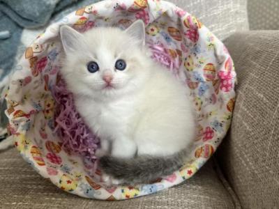 Moonlight - Ragdoll - Gallery Photo #1