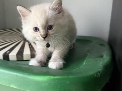 Zoeys Litter - Ragdoll - Gallery Photo #1