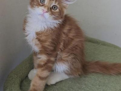 Cody - Domestic - Gallery Photo #1
