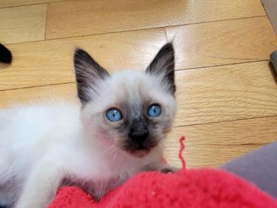 Seal And Choc Boys And Girl - Siamese - Gallery Photo #1