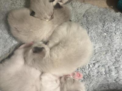 Purebred Bicolor Seal Point Male Kitten - Ragdoll - Gallery Photo #1