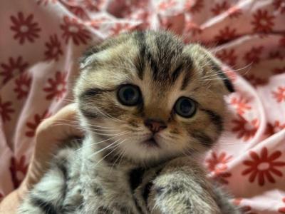 Scottish Fold Dolls - Scottish Fold - Gallery Photo #1