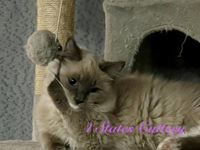 Percy - Ragdoll - Gallery Photo #1