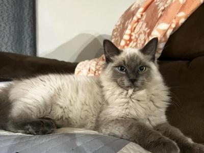 Caspian - Ragdoll - Gallery Photo #1