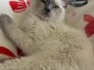 Moose - Ragdoll - Gallery Photo #1