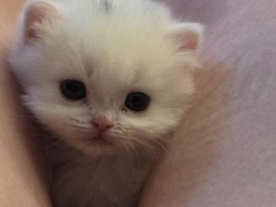 Sprinkle - Minuet - Gallery Photo #1