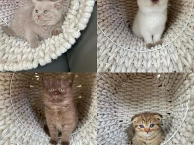 Scottish Kittens - Scottish Fold - Gallery Photo #1