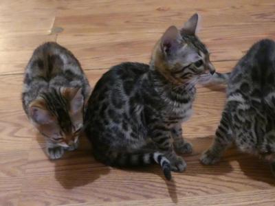 Scary Spice - Bengal - Gallery Photo #1