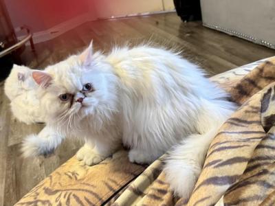 Lily An All White Sweet Girl - Persian - Gallery Photo #1