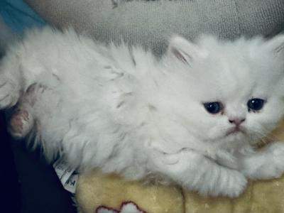 Selkirk Rex Kittens - Selkirk Rex - Gallery Photo #1