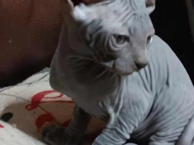 MILO - Sphynx - Gallery Photo #1