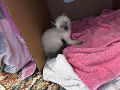 Corn Bread - Siamese - Gallery Photo #1