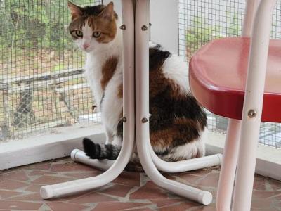 Miss Puss - Domestic - Gallery Photo #1